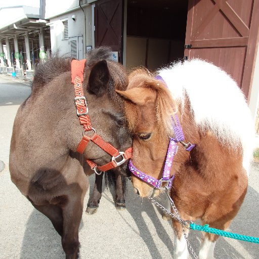 三木ホースランドパーク(official twitter) です。かわいい仲馬(なかま)たちの画像をお届けいたします🐴✨
ダイレクトメッセージは受信いたしません。