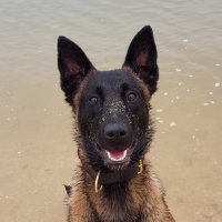 PDBaloo(@PBaloo) 's Twitter Profile Photo