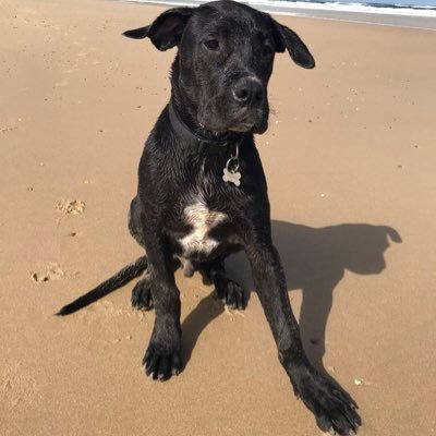 Natural Dog - delicious natural gourmet dog treats and other doggy stuff