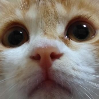 Arisu Auf Twitter 中井和哉さん猫の歌歌ってますよ タイトル ニャーミ です Hiroponsabu キャス T Co Nzyg1dsmhb Arisu Auf Twitter 中井和哉さん猫の歌歌ってますよ タイトル ニャーミ です Hiroponsabu キャス T Co Nzyg1dsmhb