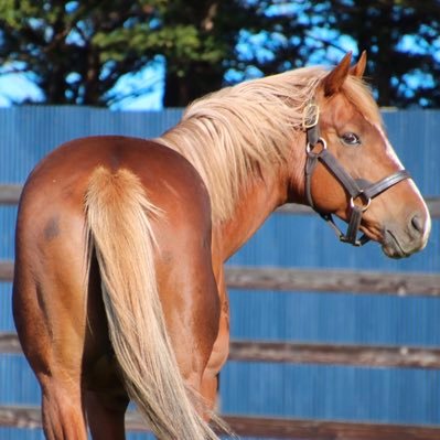 Amber ネタみたいになってますが あのスピードで走ってくる馬の正面 に立つのはそうできることではないです ちゃんとレースに出してあげたい 今日まで仕上げてきた陣営の努力 1番人気 いろんなものを背負って 馬を愛してるからこその行動だと思います