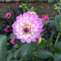 lotsinwoolmer (@lotsinwoolmer) 's Twitter Profile