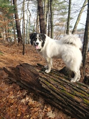 Ghengiz2's profile picture. I bark at idiots