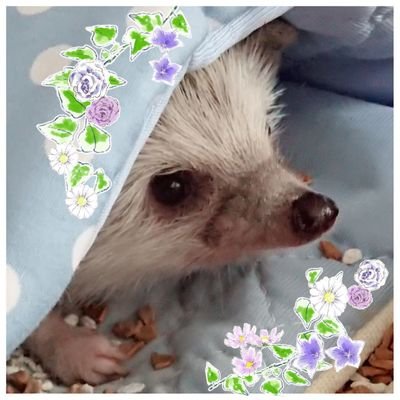 はりねずみと花が好き❤️/ 🦔むぎ♀︎🌈🦔まめ♀︎(2021.8.12🌈) 🦔福♂︎(2023.10.5🌈) 🦔楽♀︎(2024.6.25🌈) 🦔ひな♀︎(2023.10.23🌈)🦔めい♀(2023.10~)🦔空♂(2023.11~)🦔ここ︎︎ ♀(2024.3~)