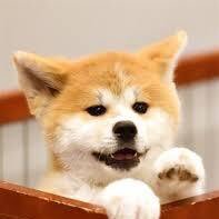 秋田犬さんのプロフィール画像