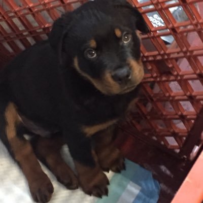 Ashmaster16's profile picture. I’ve got a Rottweiler puppy it’s so cute it’s called jax
