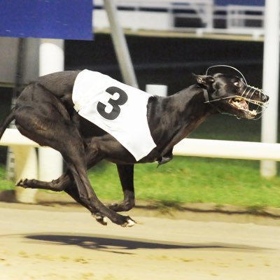 FutureGreyhound's profile picture. Extensive Antepost previews of major upcoming events in the UK greyhound calendar. https://t.co/njrBx1mRq4 FutureGreyhounds@hotmail.com