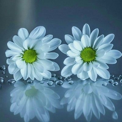 Renesifsi's profile picture. 