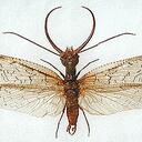 Chris M - @Chris_Maul - Twitter