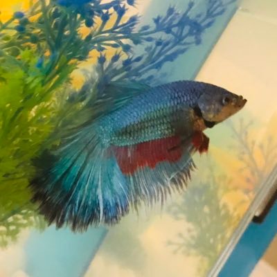 Hello! My name is Norman B. Nation, and I've decided to start a Twitter account to occupy my time when I'm not busy being the greatest class fish in the world.
