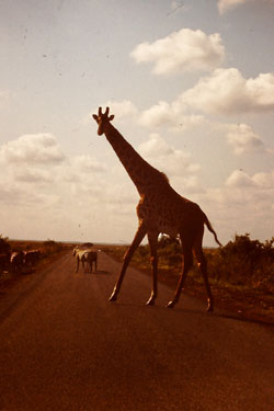 Rossminas's profile picture. Located Near Junction Shopping Mall we offer Bed and Breakfast..Great accomodation for an affordable price more dtails comtact me