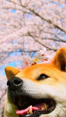 xiguan530's profile picture. 