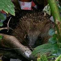 Anne Brookes (@amebrookes) 's Twitter Profile Photo