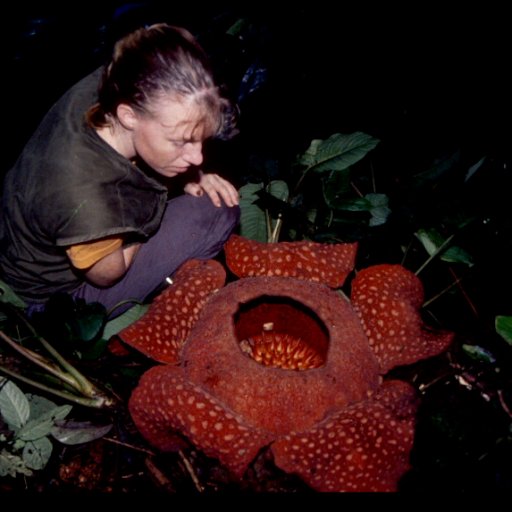 Mother of 4, biologist and professor @nhm @uio. Discovering, describing, conserving, and communicating fungal 🍄 and plant 🌿 diversity.