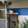 9ptAznB0CaTfMdC's profile picture. 保護猫活動の記録をYouTubeとLINE公式アカウントでUPしています。『LINE公式アカウント』https://t.co/RGx7N3wA3W