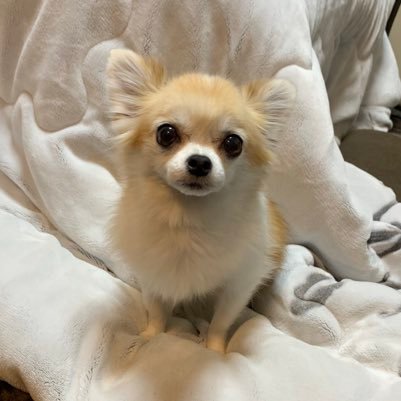 チワワのゆず︎︎🐹2007年1月26日生まれ 2025年2月18日🌈♡/飼い主🧑🏻🦳浦和レッズ・スヌーピー・映画・読書・YouTubeが好きな61歳