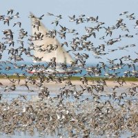 Parc National du Banc d'Arguin - PNBA (@pnbancarguin) 's Twitter Profile