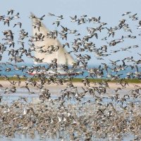 Parc National du Banc d'Arguin - PNBA(@PNBancarguin) 's Twitter Profile Photo