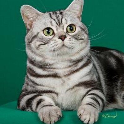 Kit Cattery On Twitter Kit S Silver Bullet Silver Tabby