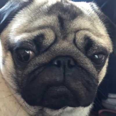 Tries hard, fails often middle aged porky gamer who loves pugs!