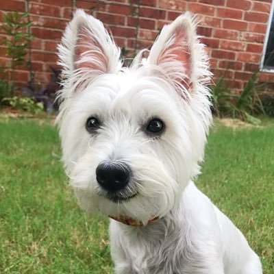 1 year old Westie milling around Oklahoma 🐾 #milliemillingaround