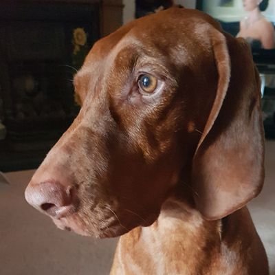 Treacle_Vizsla Profile Picture