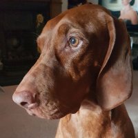 Treacle Bestie Alma ๐๐ (@treacle_vizsla) 's Twitter Profile