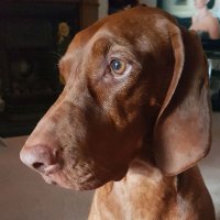 Treacle Bestie Alma 🌈💔(@Treacle_Vizsla) 's Twitter Profile Photo