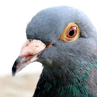 bean_in_the_sky's profile picture. 専用垢作りました！🔥拝火教徒🔥