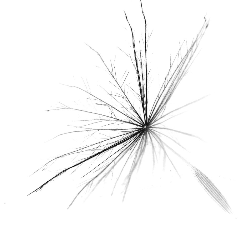 BIOPOLITICAL PHILOSOPHY Profile