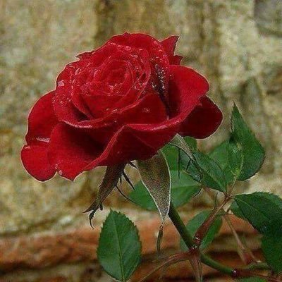 ahmedaljnabe192's profile picture. 