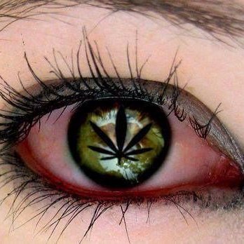 CBDscams's profile picture. 