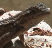 I am a Western Fence Lizard (Although I keep getting called a Bluebelly lizard)living the good life. Crickets are OK, but earwigs & caterpillars are awesome.