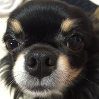 Pomme&Noko (@nokopomme) 's Twitter Profile Photo Pomme&Noko (@nokopomme) 's Twitter Profile Photo