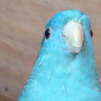 鳥居 (@_tori_i__) 's Twitter Profile