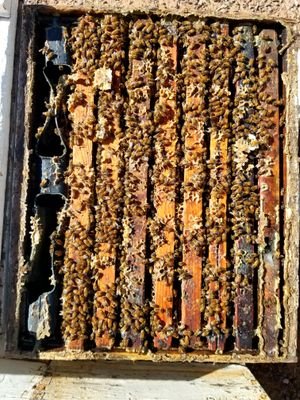 Beekeeper Extraordinaire- I'm running over a 1000 honey bee colonies in a California desert setting. pollinating almonds, onions, melons and alfalfa.