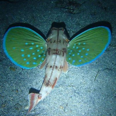 生き物や地形、船、灯台等に興味があります。特に海洋生物が好きです。スキューバダイビング、旅行、写真撮影が趣味です。