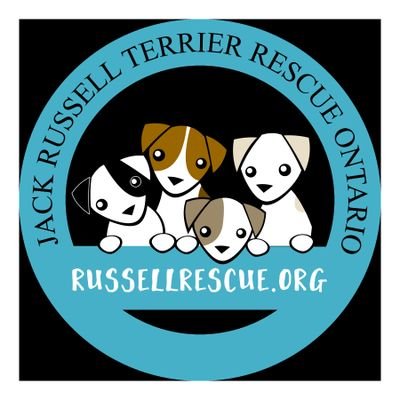 Jack Russell Terrier Rescue Ontario  is a non-profit referral organization dedicated to fostering, finding and placing Jack Russell Terriers in adoptive homes.