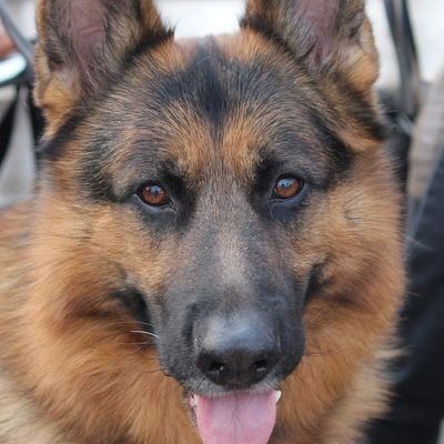 XRP UBER ALLES!!! Flying, German shepherd dogs.