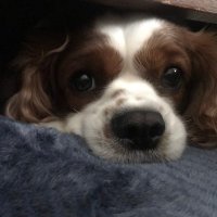 n (@amibob_) Twitter profile photo