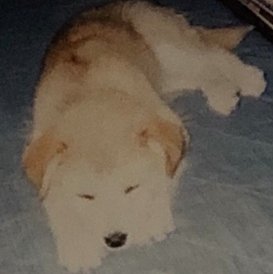 sallyarashi's profile picture. 音楽映画ワンコ💛sallyワンコは2017年8月に16歳で🌈田島貴男(OriginalLove)と嵐 秋山黄色 絶賛応援中! 変らず大好き：UNCHAIN PETROLZ the band apart Suchmos 椎名林檎 NakamuraEmi KingGnu SANABAGUN. WONK 他たくさん♬︎