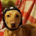 Simon Chipperfield (@simonchipperfi2) Twitter profile photo Simon Chipperfield (@simonchipperfi2) Twitter profile photo