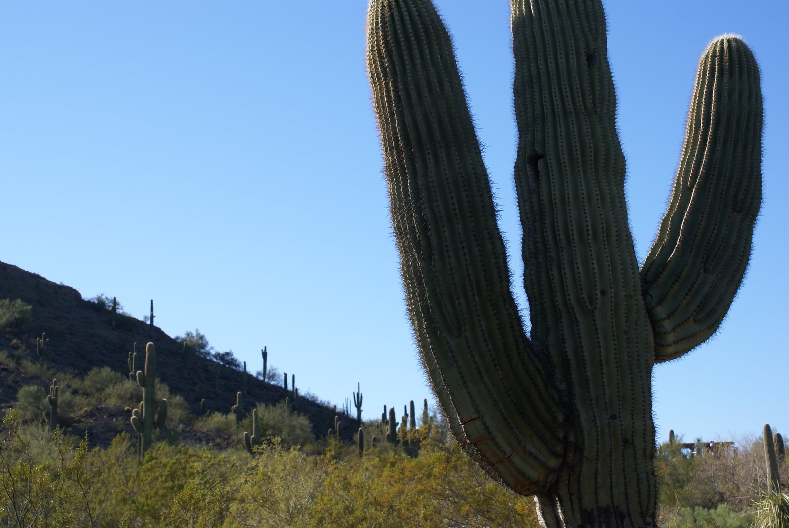 JennyLeeCota's profile picture. wannabe foodie, periodic vegetarian, desert lover, npr junkie, and small town girl