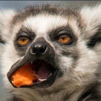 Zimleague🇺🇬🇿🇼@121k (@zimleague) 's Twitter Profile