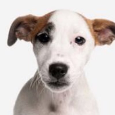 tobyatfolly's profile picture. Can’t do magic but try to be a yappometer about SEND. I am not Toby; he is a fictional dog created by Ben Aaronovitch. I am human. Sigh.