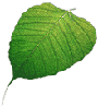 DhammaTalks's profile image