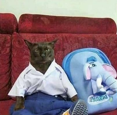 incik_kucing's profile picture. just kucen