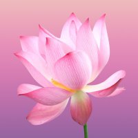 Marie Hunt (@phxishot) 's Twitter Profile
