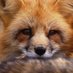TheFoxxx (@thefoxxx666) Twitter profile photo TheFoxxx (@thefoxxx666) Twitter profile photo