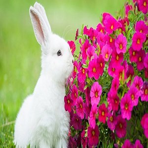 I'm a crazy lover about pet. Rabbit is my best pet. Rabbits are adorable, too cute & so sweet. Its a company of my loneliness. I love Rabbit😍🤗😍